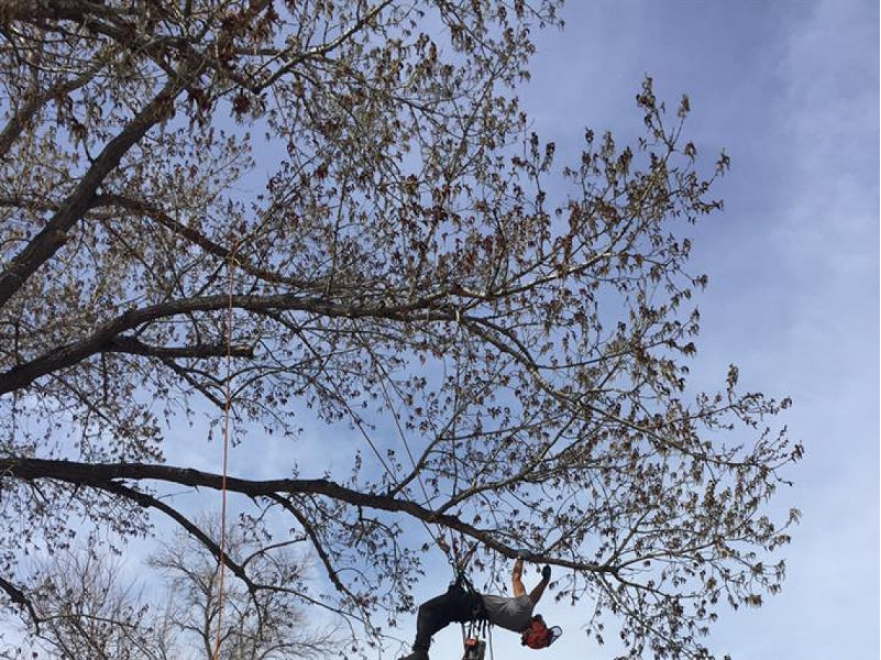 out on a limb trimming tree